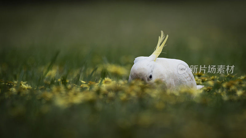 凤头鹦鹉(Cacatua galerita)